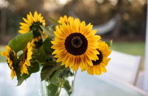 Appartamento Camisa - Il Fico - Foto 48