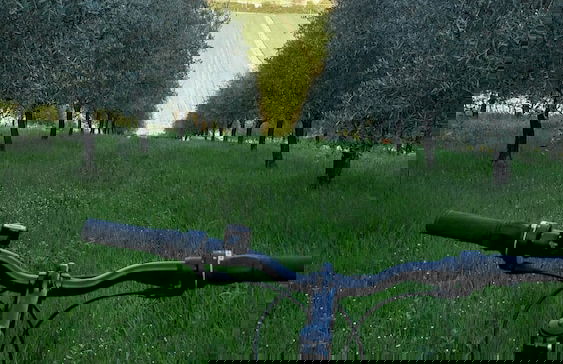 Il Querceto - B&B e Appartamenti Vacanze - Foto 39