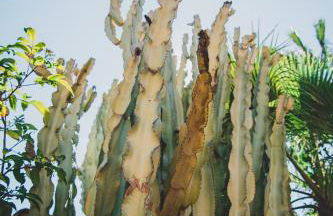 Casa del Canto, Calapanizo - Foto 15