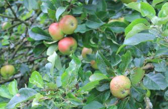 Dromore House Historic Country house - Foto 56