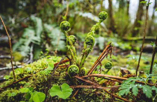 ElkCreek Inn Creekside tiny home - Foto 36