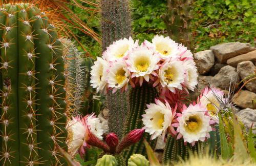 Villa Tropica, total privacy, tropical garden and private pool - Photo 60