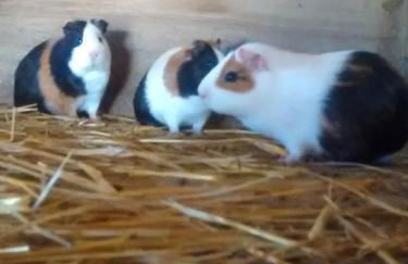 Casarao dos Reis - Foto 15