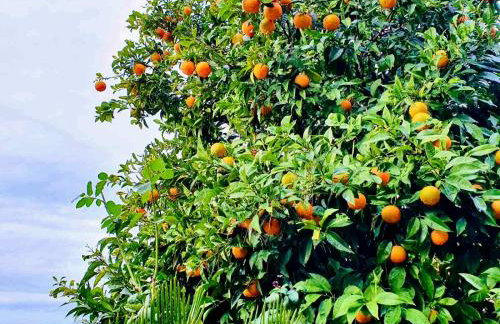 Dalmatian House, spacious stone terraces, balcony , views - Foto 48