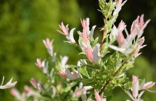 Gęsia Sielanka - Foto 30