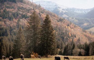 Cozy Apartment mitten in Oberstaufen - Foto 15