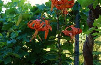 Villa La Marpierre - Foto 35