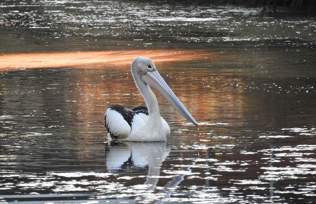 Victoria Lake Holiday Park - Photo 9