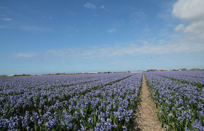 Welcoming Farmhouse With Parking, Terrace, Garden, Barbecue - Foto 31