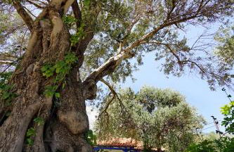 White Rock Apartments - Foto 16