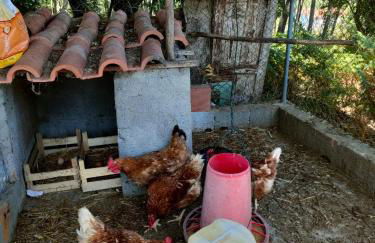 Cottage da Fonte Seca - Foto 79