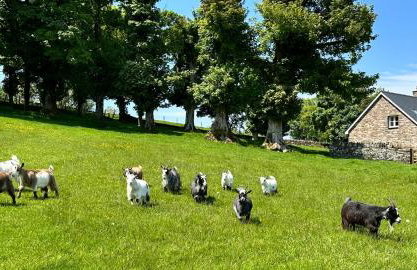 Pant Llwyd Farm - Foto 22