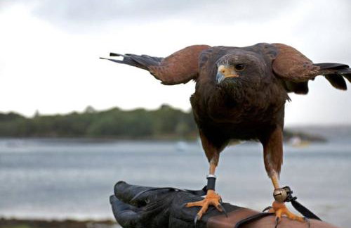 Shieldaig Lodge Hotel - Foto 36