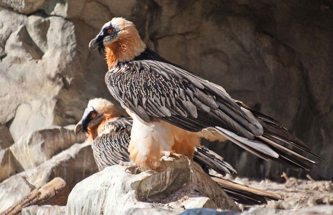 Biglietti per lo Zoo Alpino e funicolare Innsbruck-Hungerburg - Foto 3