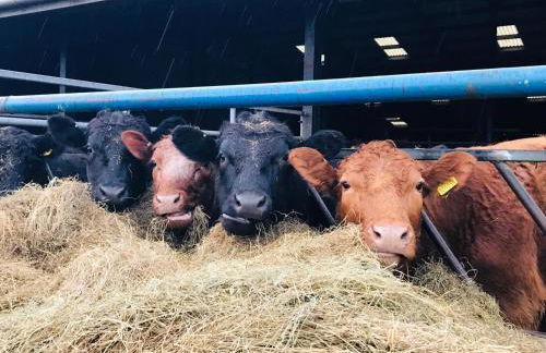 Creber Cottage - Foto 36