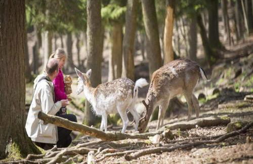 Glamping Tent in the Ardennes - Foto 27