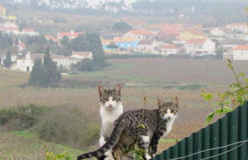 Quinta Sobral Prestige - Rustic House - Photo 47