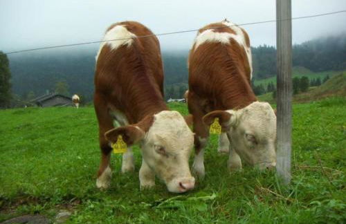 Apartment Haus Hinterseer by Interhome - Foto 14