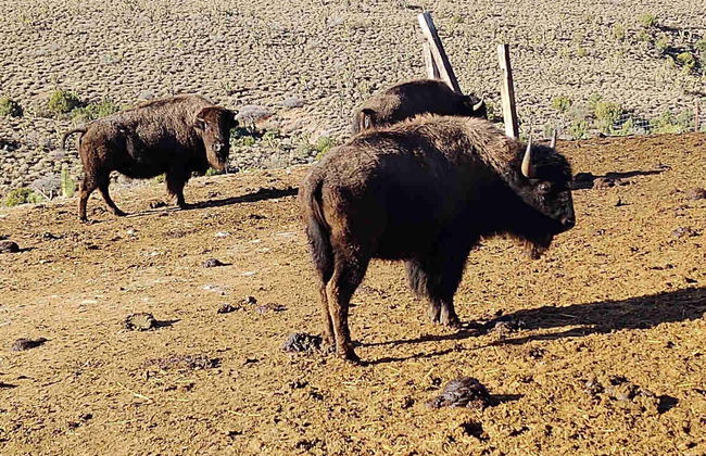 Joshua Tree Horseback Riding Tour - Photo 8