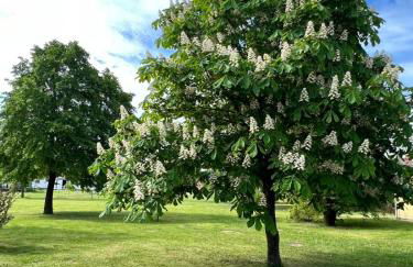 Landgut Ziegler - Foto 9