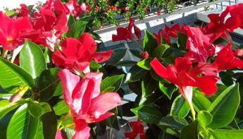 Panoramic View La Quiete - Foto 2