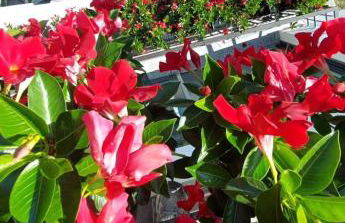 Panoramic View La Quiete - Foto 2