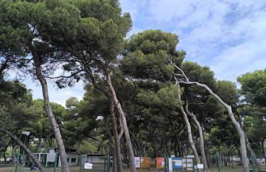 Ka la paca - Foto 58