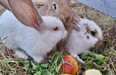 Porzeczkowe domki - Foto 39