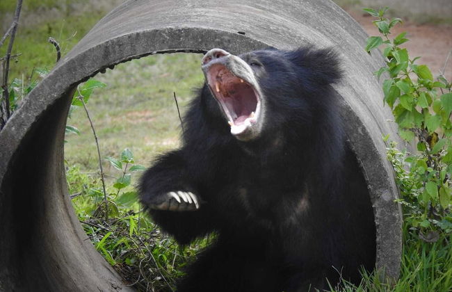 Wilpattu Tree House Hotel - Foto 61