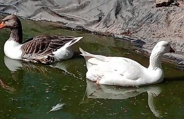 Ferienwohnung Cillien - Foto 9