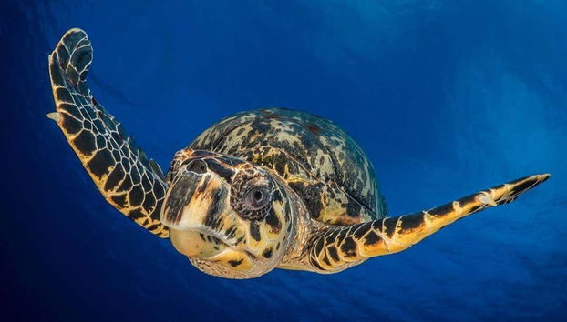 Tortuga marina