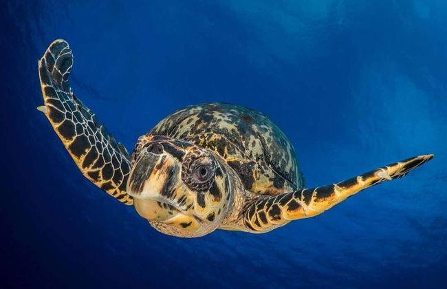 Batismo de mergulho em Koh Tao - Foto 3