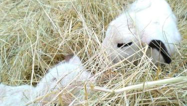 Canto perdigal - Foto 5