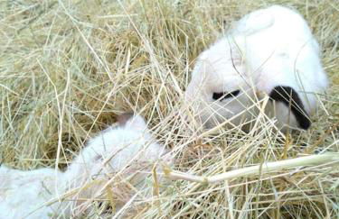 Canto perdigal - Foto 5