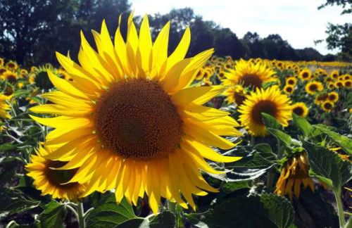 Pension Marina - Foto 26