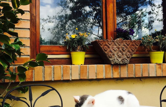 Bio Agriturismo Valle dei Calanchi - Foto 60