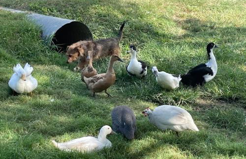 Hidden Meadow - rustic hideaway - Foto 37