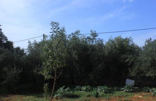 Apartments by the sea Muline, Ugljan - 8520 - Foto 19