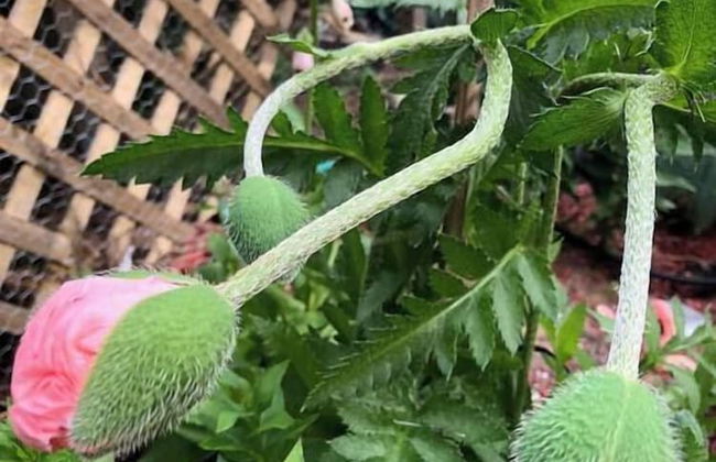 The Breeze Overlooking Minister s Pond - Foto 8