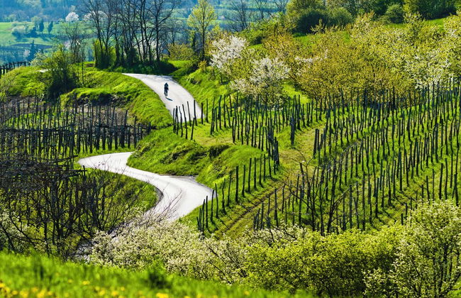 Saksida Resort - Foto 23