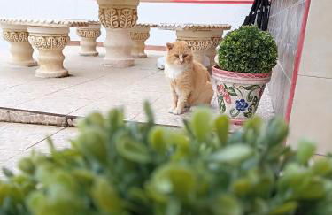 La Casina independiente de Bruno,de dos dormitorios cerca de la playa - Foto 9