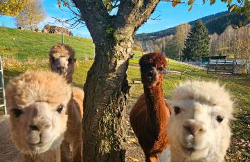 Auszeit zwischen Fellnasen - Foto 33