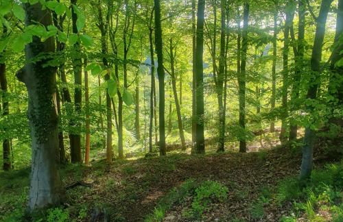 Forest Cedar Lodge, Forest of Dean - Foto 62