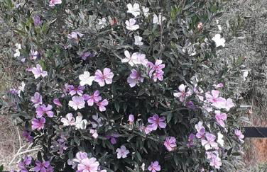 Cabana aconchegante na natureza - Foto 69