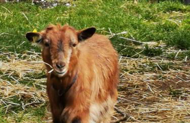 Heeser Hof - Urlaub im Grünen - Foto 24
