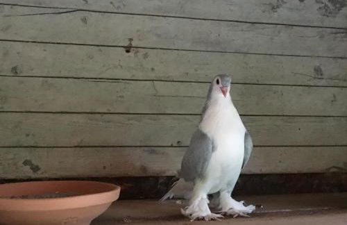 Villa Baronzola - Foto 69