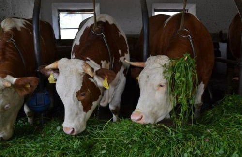 Paulhof am Chiemsee - Photo 10