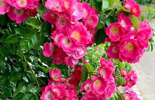 Pretty Cotswold Cottage with garden near Bibury - Foto 33