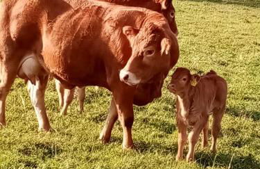 Ferienwohnung Eva - Photo 20