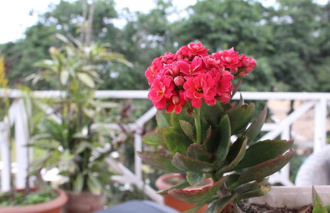 La Condesa de Barranco - Photo 63